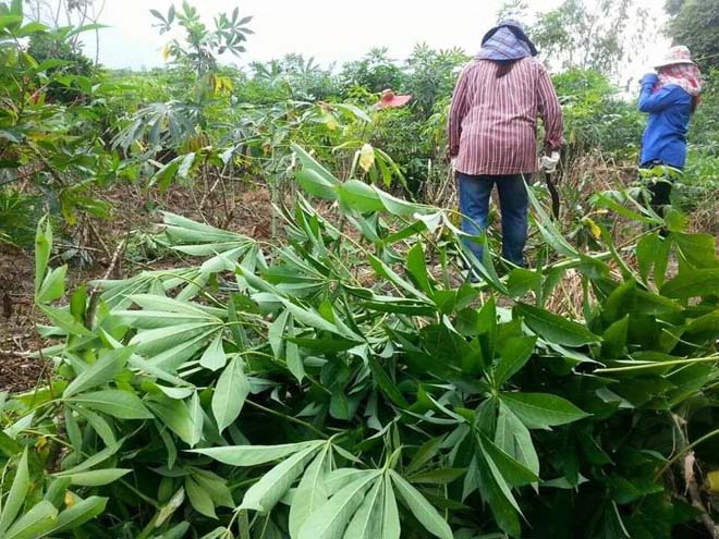 ​ផ្អក​ស្លឹក​ដំឡូង​មី​ខ្ចីៗ​ក្លាយ​ជា​ចំណី​សត្វ​គោ​