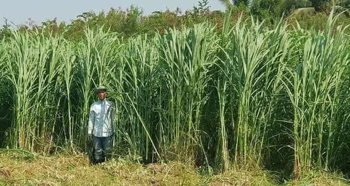 ​កសិករ​ក្នុង​ស្រុក​សង្វាត​ដាំ​ស្មៅ​ចំណី​សត្វ​គោ ក្របី អាច​ទទួលបាន​ចំណូល​ជា​ប្រចាំ​ថ្ងៃ​